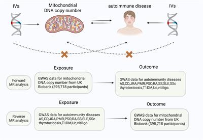 The role of mitochondrial DNA copy number in autoimmune disease: a bidirectional two sample mendelian randomization study